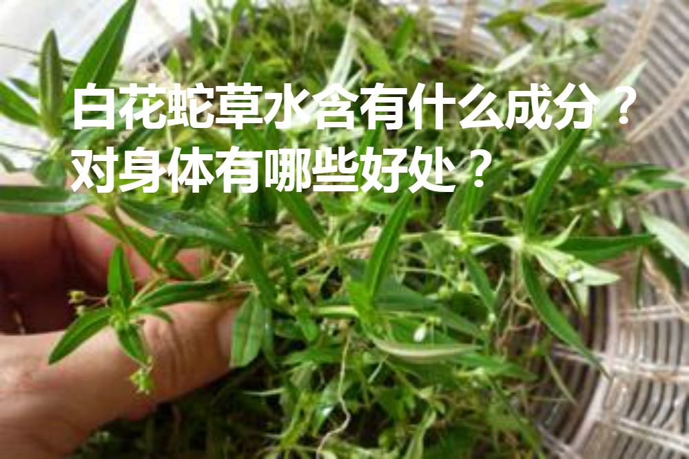 白花蛇草水含有什麼成分 對身體有哪些好處 Justyou