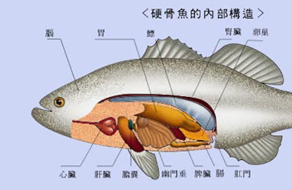 魚身上 有一個部位千萬不能吃 Peekme