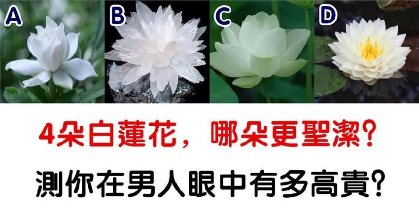 心理測試 選一朵聖潔的白蓮花 測你在異性眼裡多高貴 Justyou